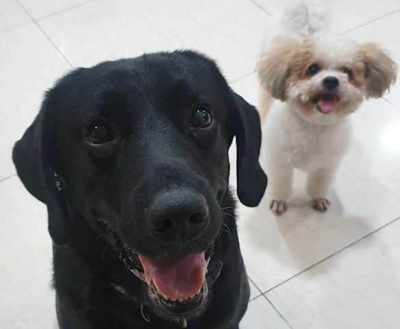 WOW DOGGY TREATS PEANUT BUTTER BANANA OATS